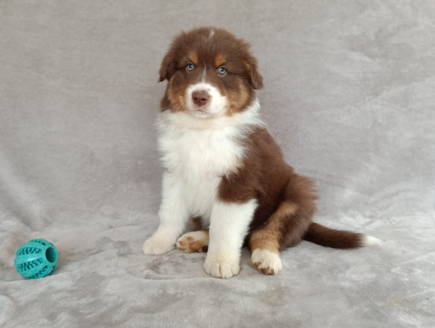 Mâle rouge tricolore 2