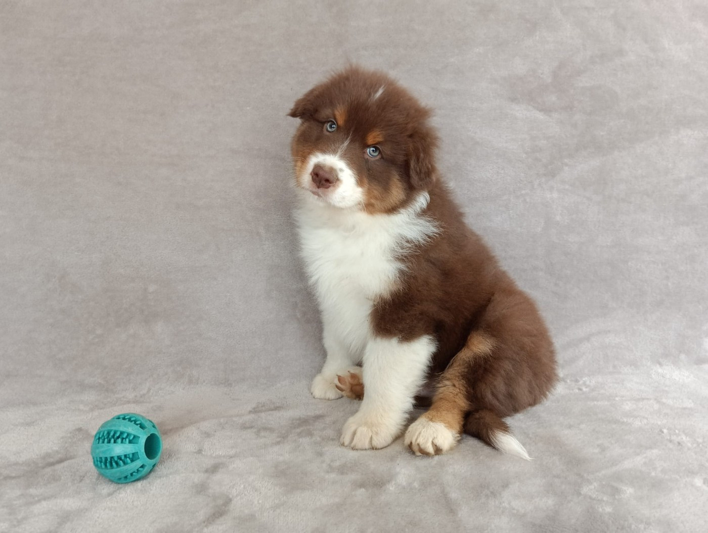 Mâle rouge tricolore 2