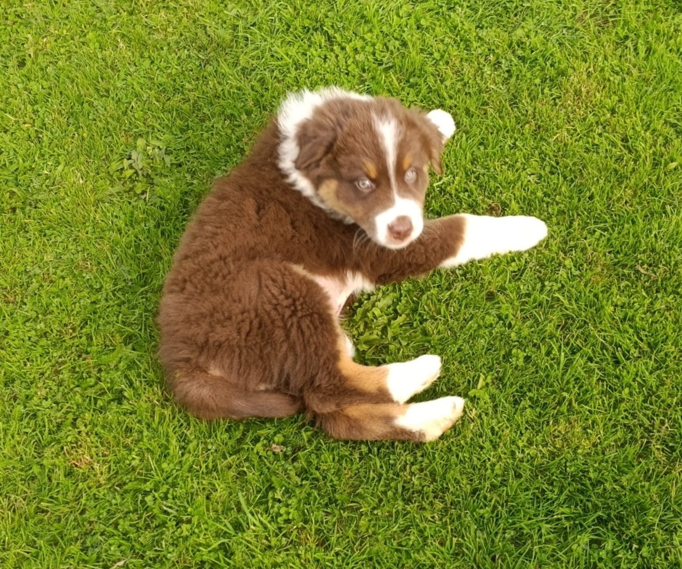 Mâle rouge tricolore 1