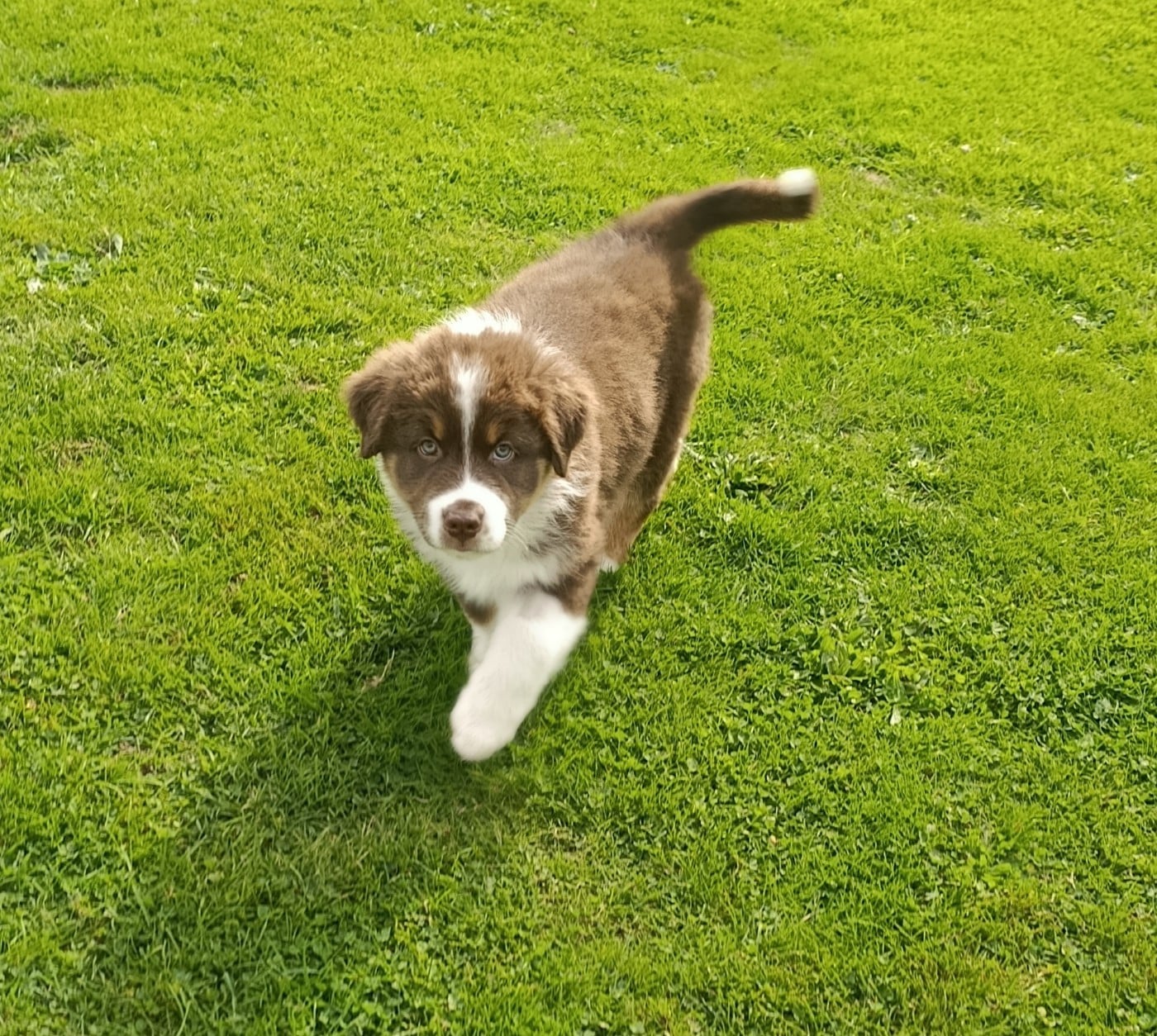 Mâle rouge tricolore 1