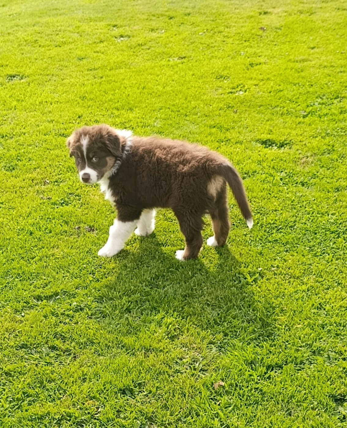 Mâle rouge tricolore 1