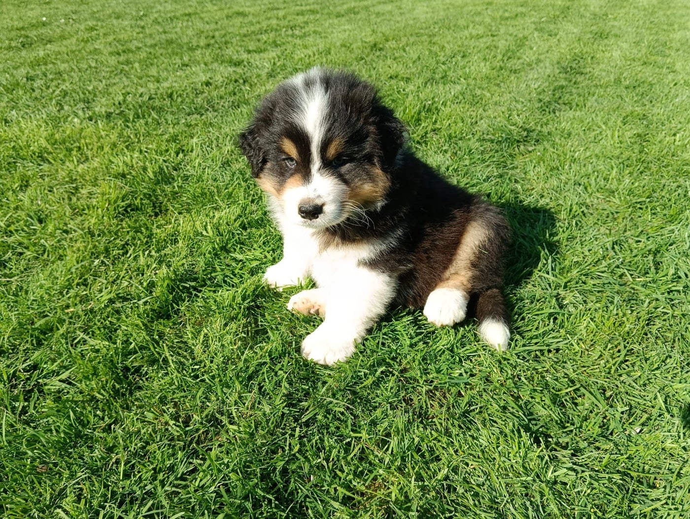 Berger Australien - (Sans Affixe)