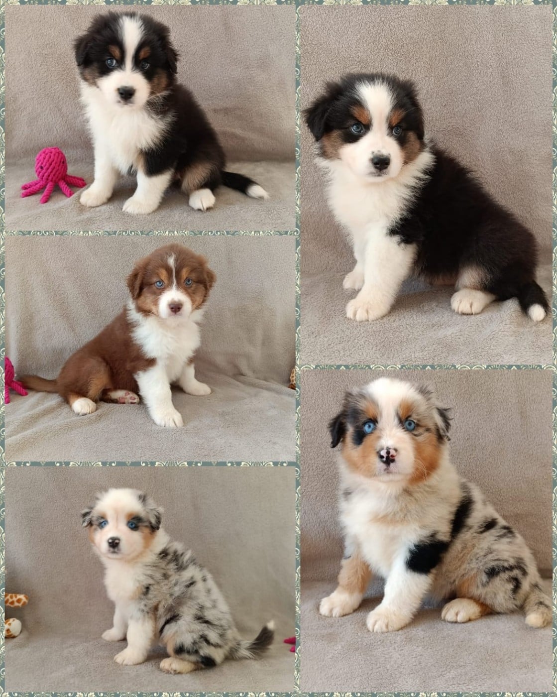 Berger Australien - (Sans Affixe)