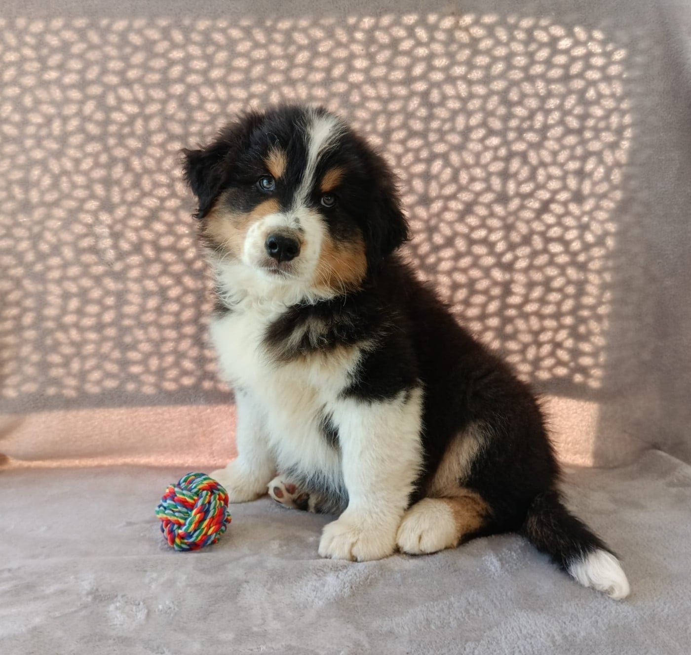 Berger Australien - (Sans Affixe)