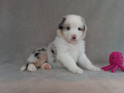 Les chiots de Berger Australien