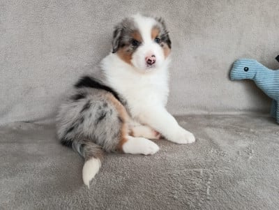 Les chiots de Berger Australien