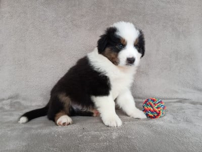 Les chiots de Berger Australien