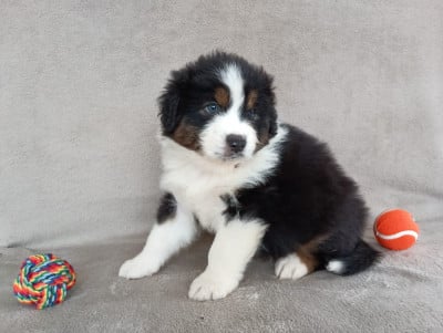 Les chiots de Berger Australien