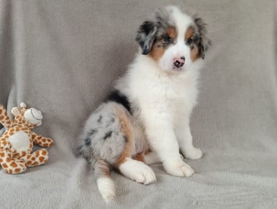 Les chiots de Berger Australien