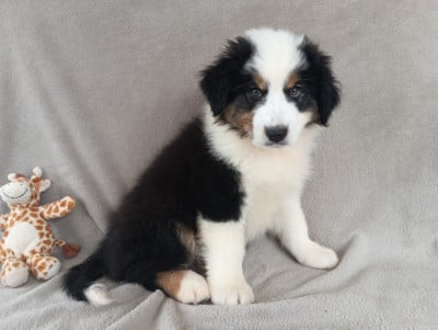 Les chiots de Berger Australien