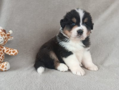 Les chiots de Berger Australien