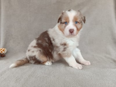 Les chiots de Berger Australien