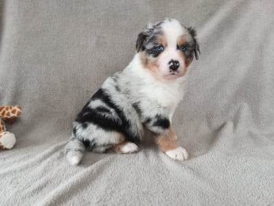 Les chiots de Berger Australien
