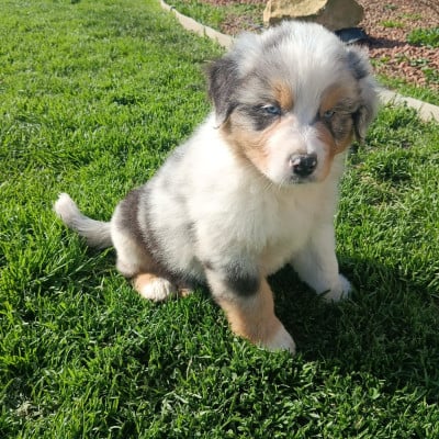 Les chiots de Berger Australien
