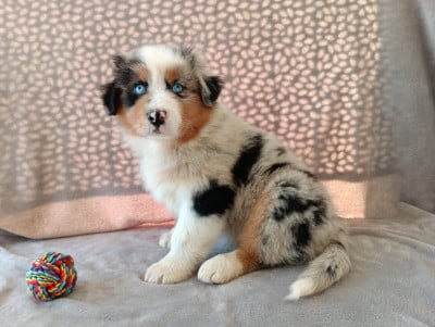 Les chiots de Berger Australien