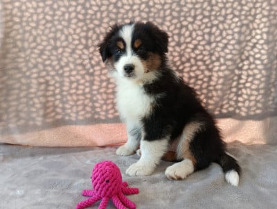 Les chiots de Berger Australien