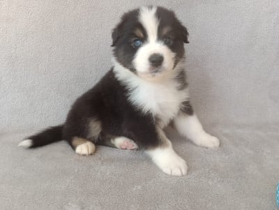 Les chiots de Berger Australien