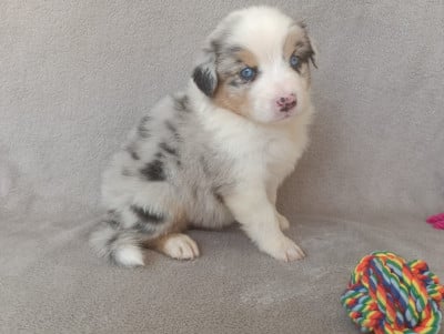 Les chiots de Berger Australien