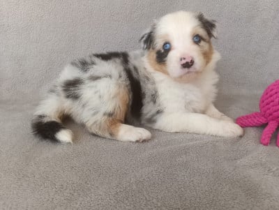 Les chiots de Berger Australien