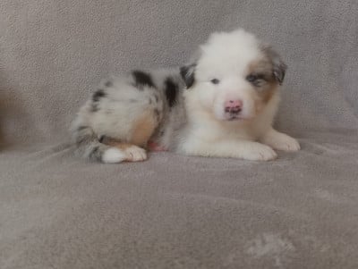 Les chiots de Berger Australien