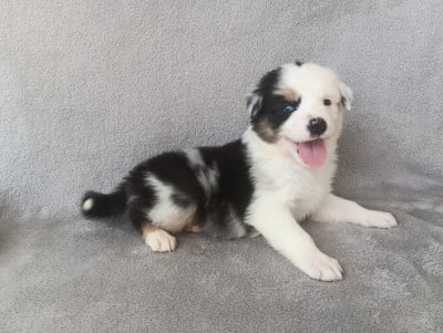 Les chiots de Berger Australien