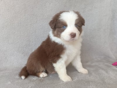 Les chiots de Berger Australien