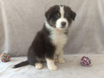 Les chiots de Berger Australien