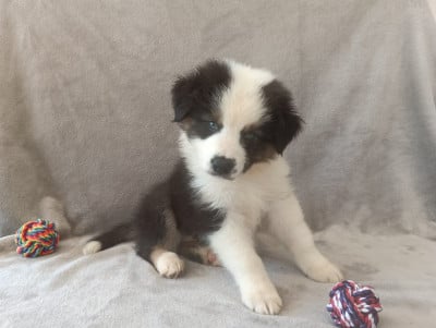 Les chiots de Berger Australien