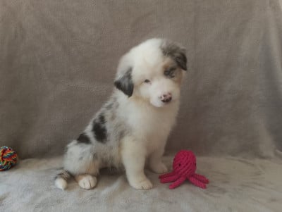 Les chiots de Berger Australien