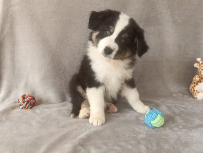 Les chiots de Berger Australien