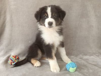 Les chiots de Berger Australien