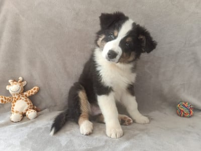 Les chiots de Berger Australien