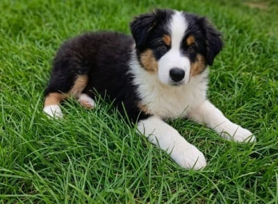 Les chiots de Berger Australien
