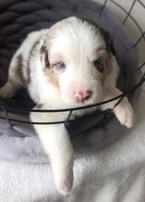 Les chiots de Berger Australien