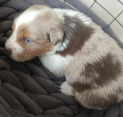 Les chiots de Berger Australien