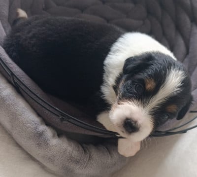 Les chiots de Berger Australien