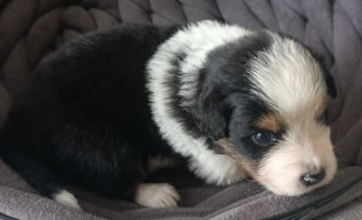 Les chiots de Berger Australien