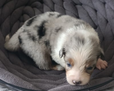 Les chiots de Berger Australien