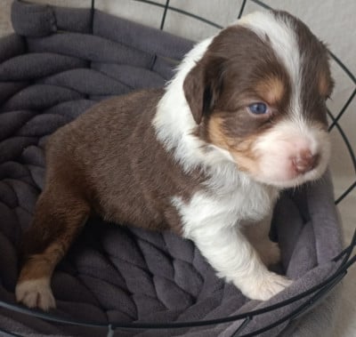 Les chiots de Berger Australien