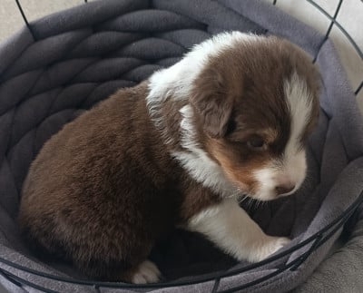 Les chiots de Berger Australien