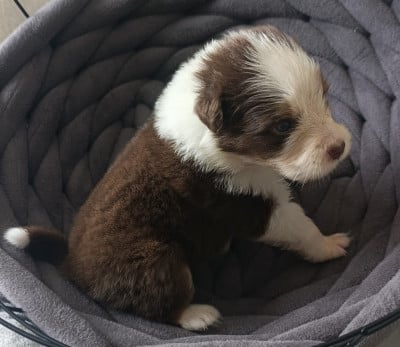 Les chiots de Berger Australien