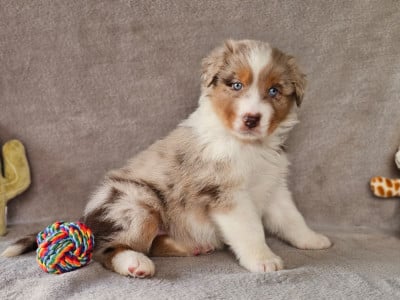 Les chiots de Berger Australien