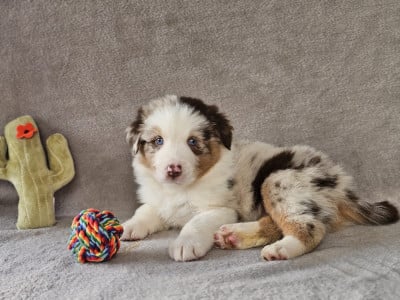 Les chiots de Berger Australien