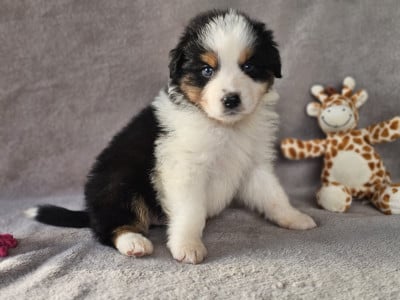 Les chiots de Berger Australien