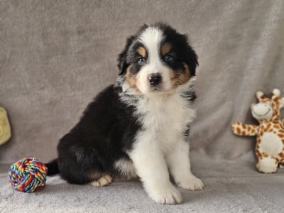 Les chiots de Berger Australien