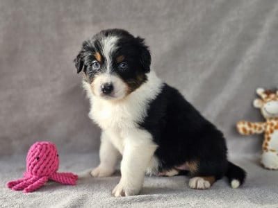 Les chiots de Berger Australien
