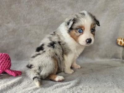 Les chiots de Berger Australien