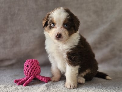 Les chiots de Berger Australien
