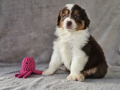 Les chiots de Berger Australien