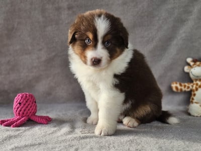 Les chiots de Berger Australien